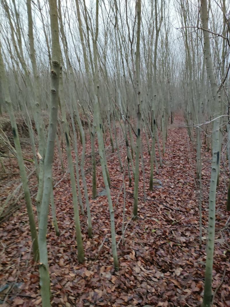 红榉，红榉基地，红榉小苗，基地直销。保质保量，量大价优。