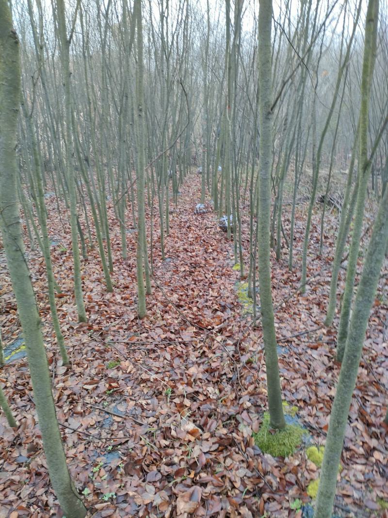 红榉，红榉基地，红榉小苗，基地直销。保质保量，量大价优。