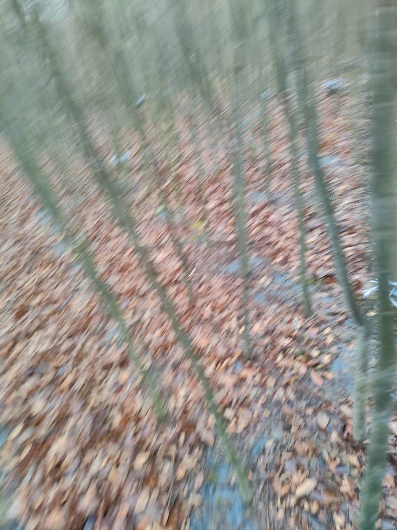 红榉，红榉基地，红榉小苗，基地直销。保质保量，量大价优。