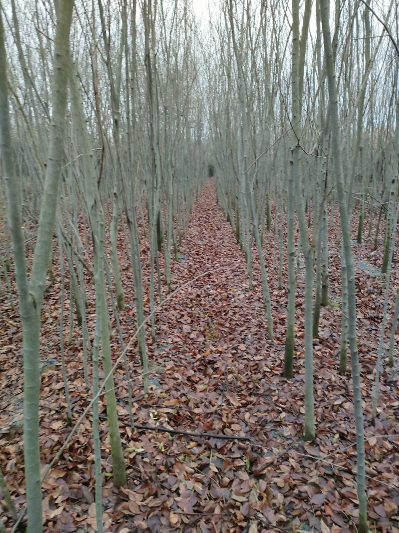 红榉，红榉基地，红榉小苗，基地直销。保质保量，量大价优。