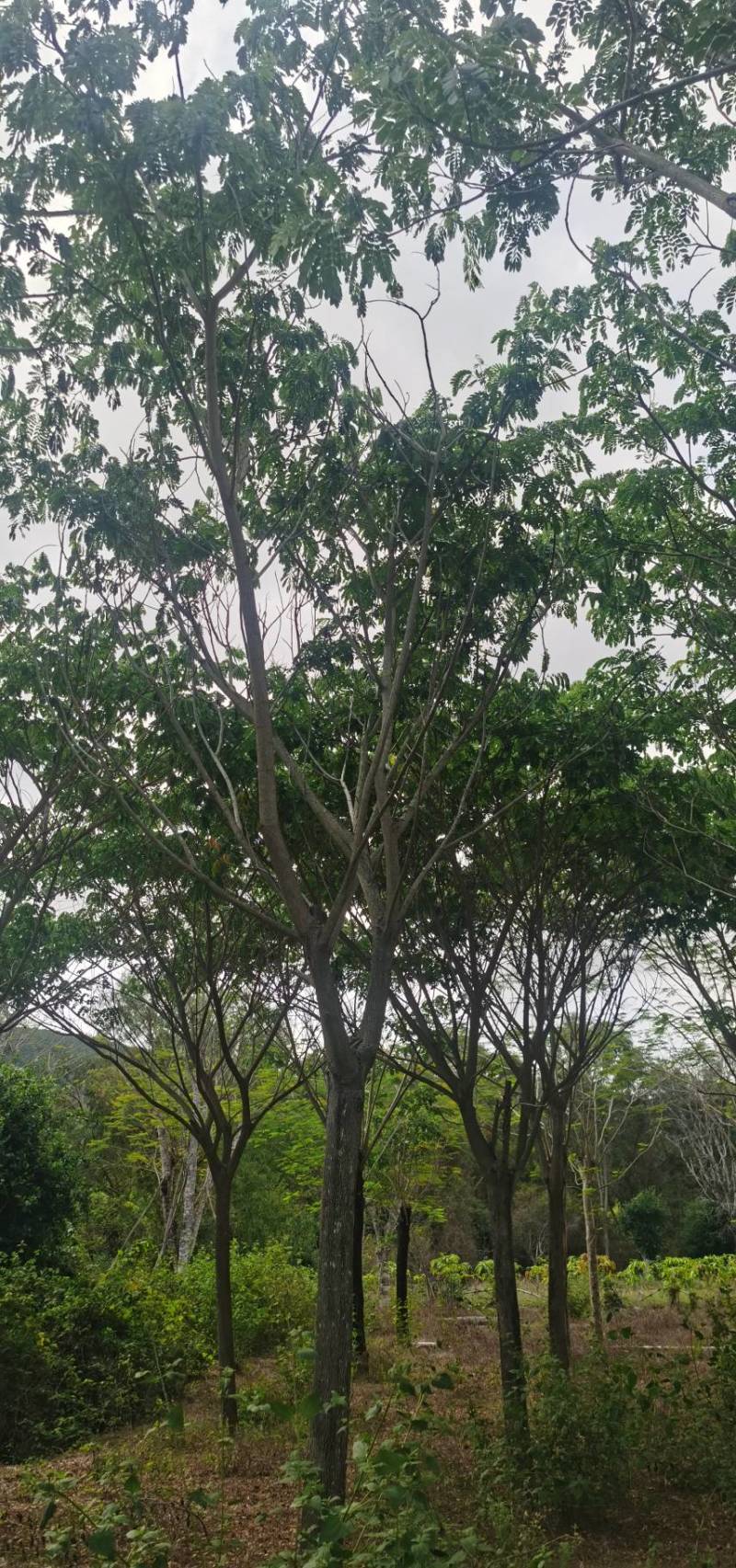 雨树