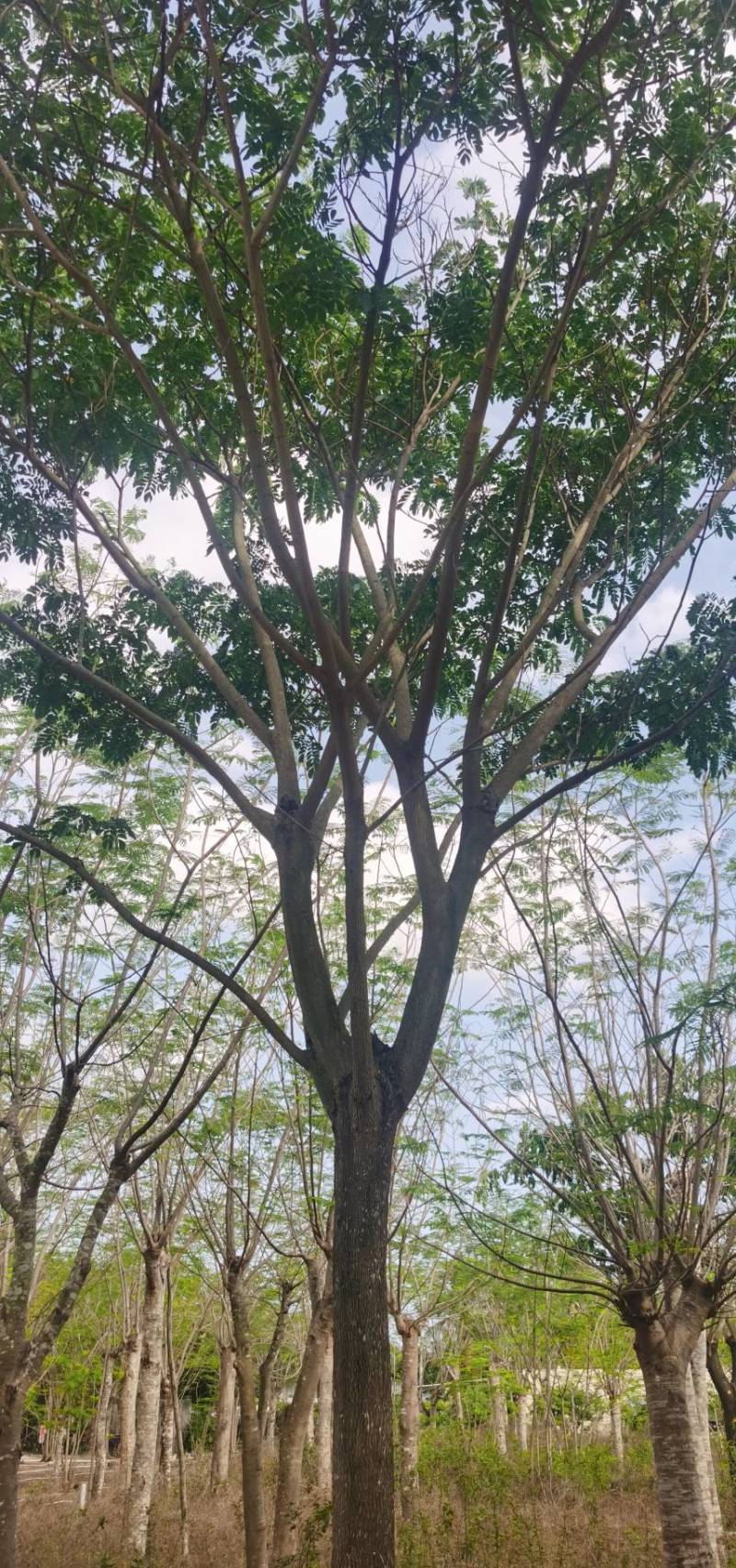 雨树