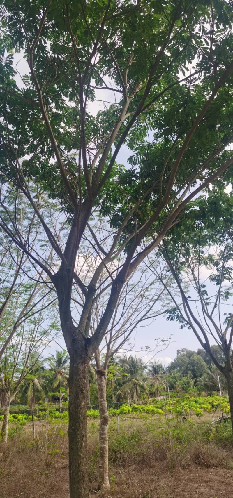 雨树