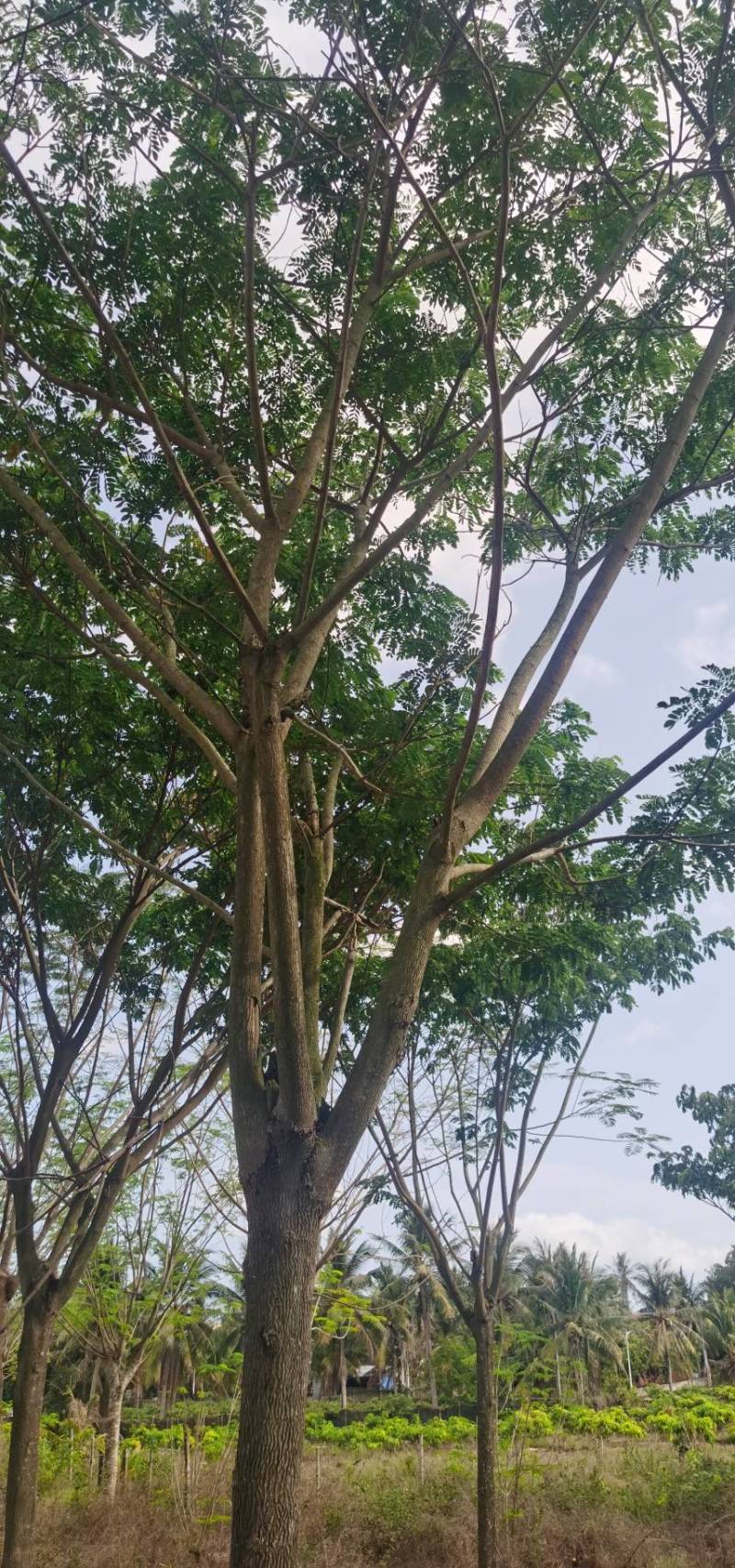 雨树
