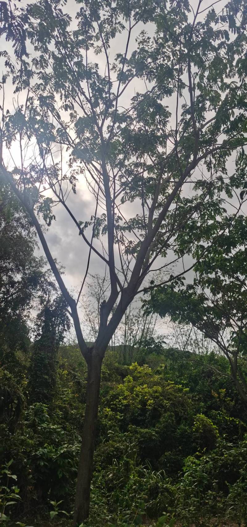雨树