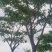雨树