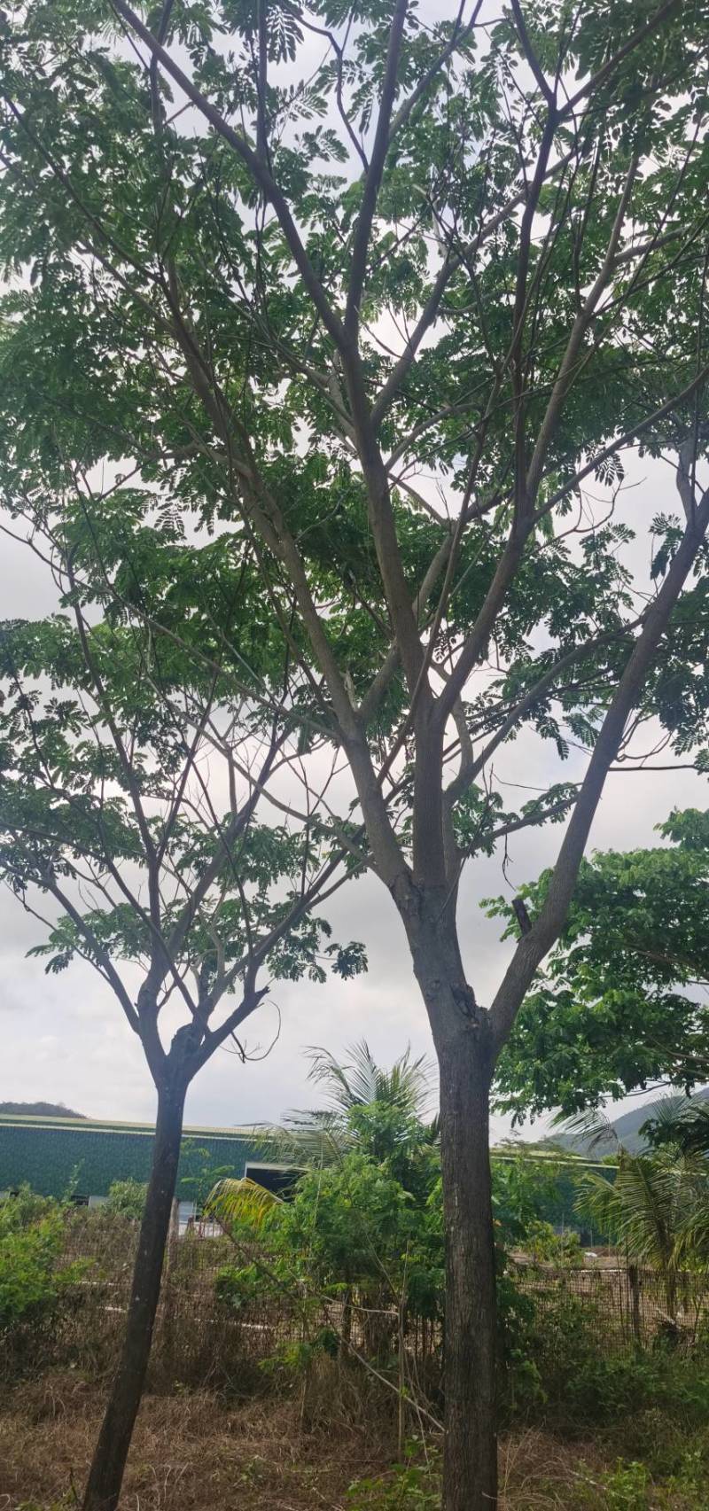 雨树