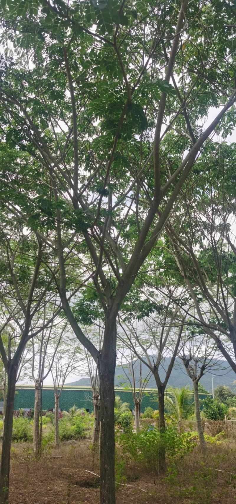 雨树