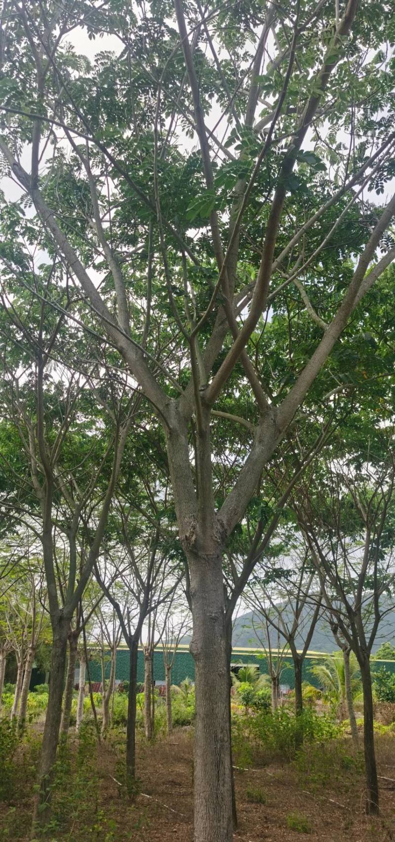 雨树