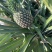 西瓜凤梨
