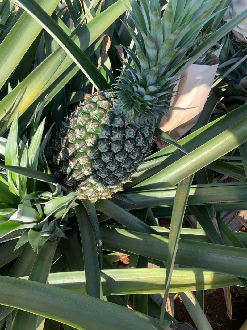 西瓜凤梨