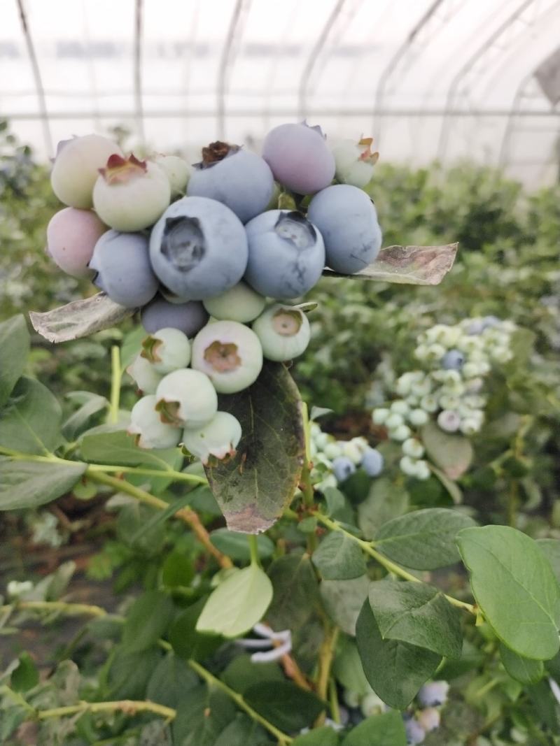 青岛蓝莓绿宝石蓝莓种植货源充足诚信经营可视频看货