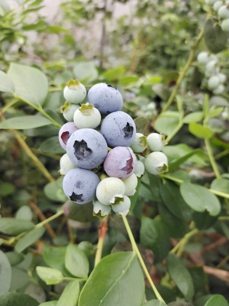 青岛蓝莓绿宝石蓝莓种植货源充足诚信经营可视频看货