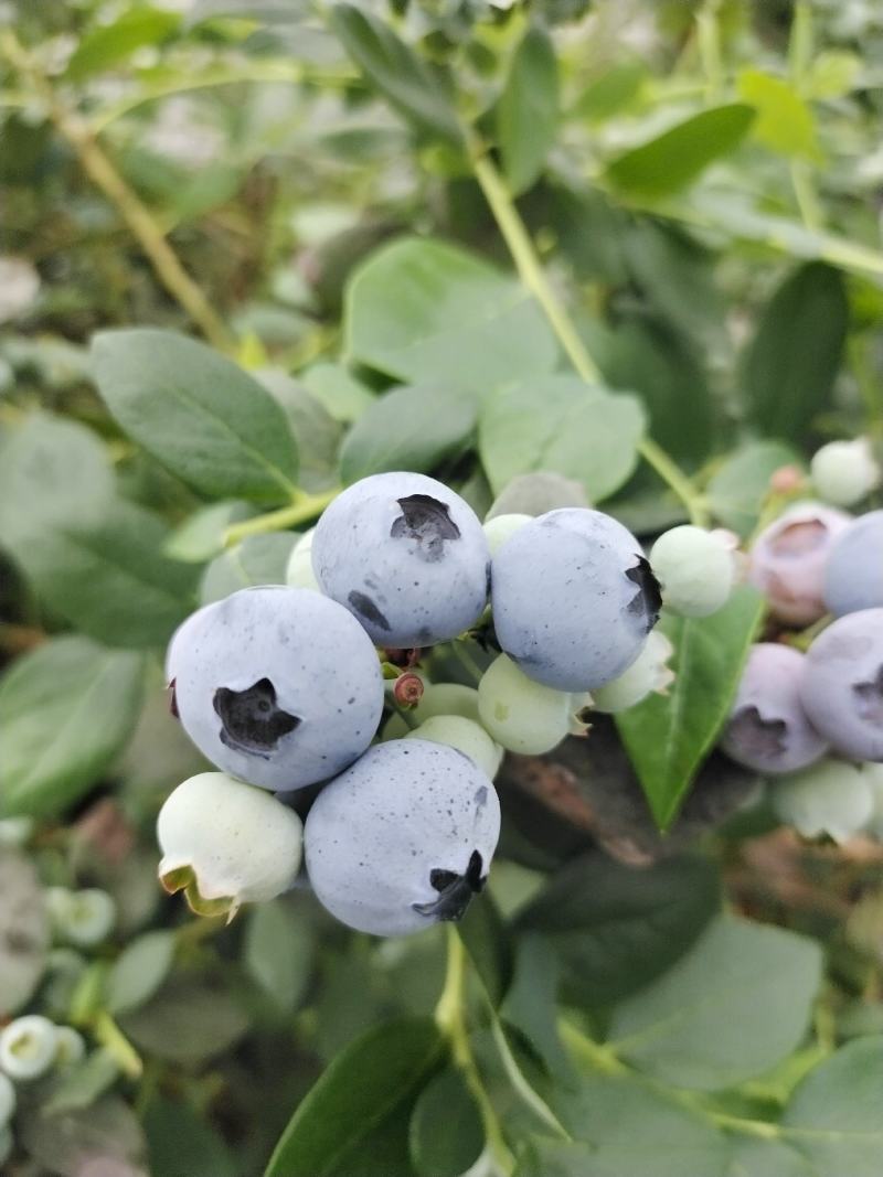 青岛蓝莓绿宝石蓝莓种植货源充足诚信经营可视频看货