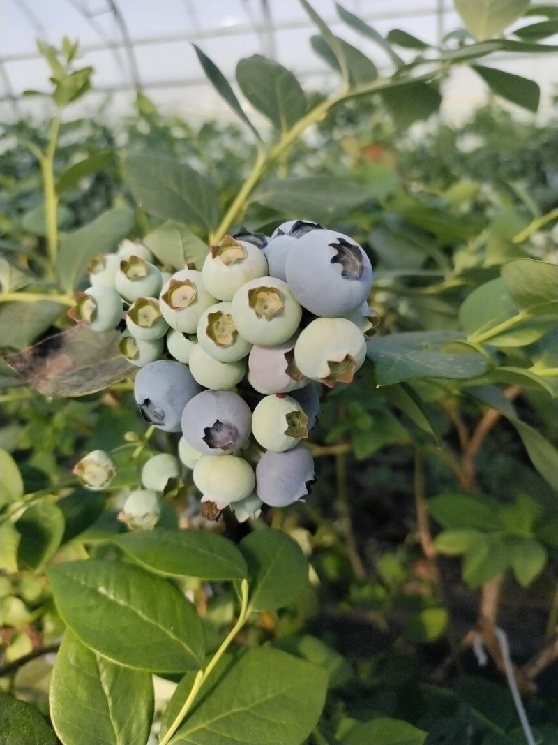 青岛蓝莓绿宝石蓝莓种植货源充足诚信经营可视频看货