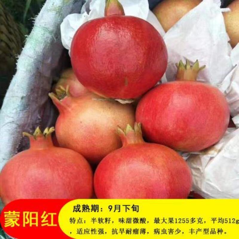石榴树苗大门口树镇宅树旺宅老桩特大突尼斯软籽盆栽矮化庭院