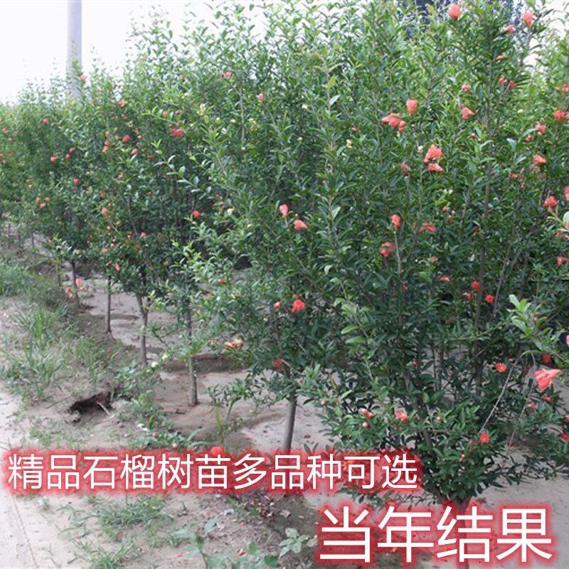 石榴树苗大门口树镇宅树旺宅老桩特大突尼斯软籽盆栽矮化庭院