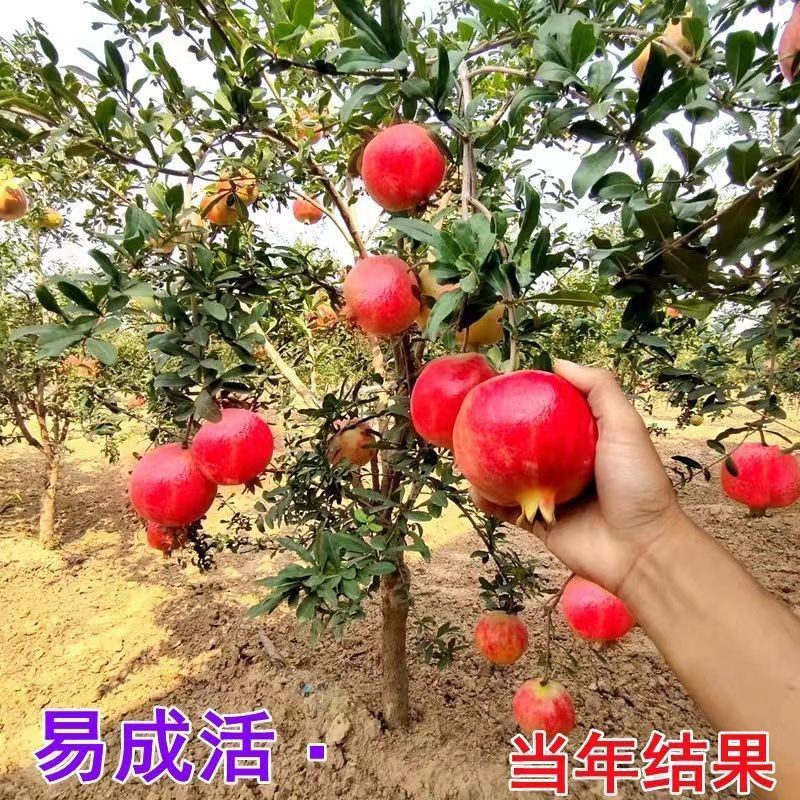 石榴树苗大门口树镇宅树旺宅老桩特大突尼斯软籽盆栽矮化庭院