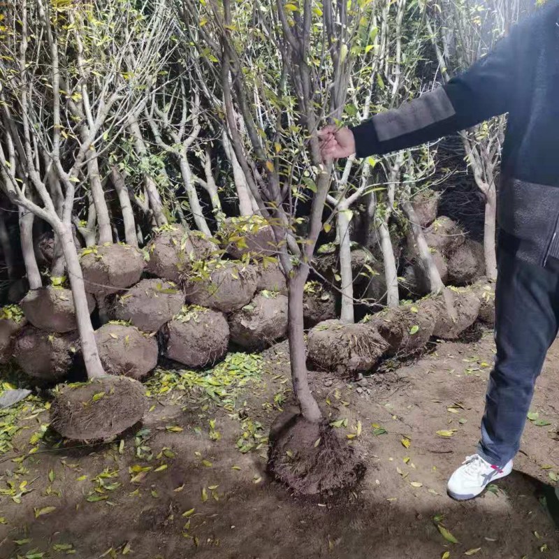 石榴树苗大门口树镇宅树旺宅老桩特大突尼斯软籽盆栽矮化庭院