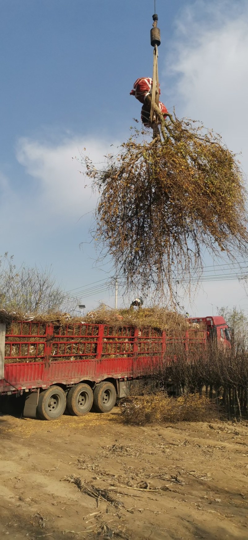 石榴树苗大门口树镇宅树旺宅老桩特大突尼斯软籽盆栽矮化庭院