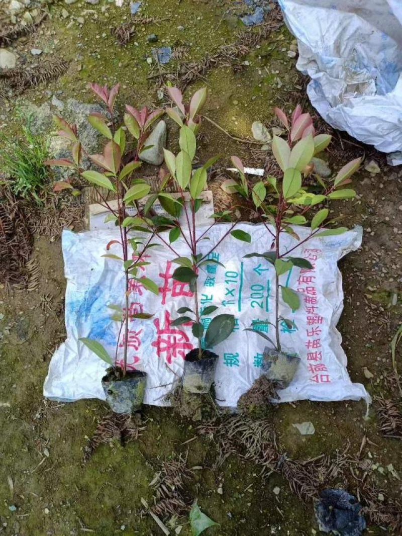 红叶石楠，红叶石楠基地，红叶石楠裸根苗，红叶石楠大小杯苗