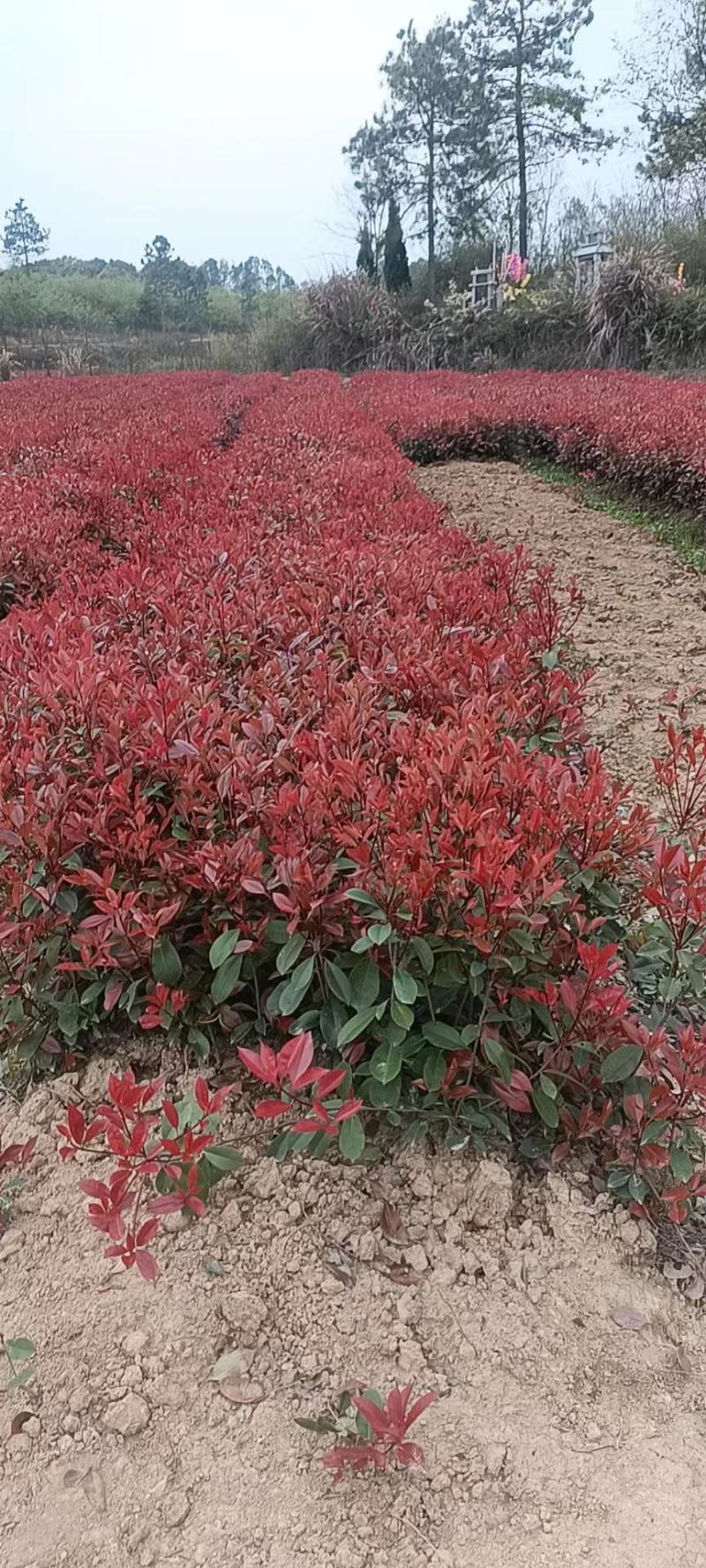 红叶石楠，红叶石楠基地，红叶石楠裸根苗，红叶石楠大小杯苗