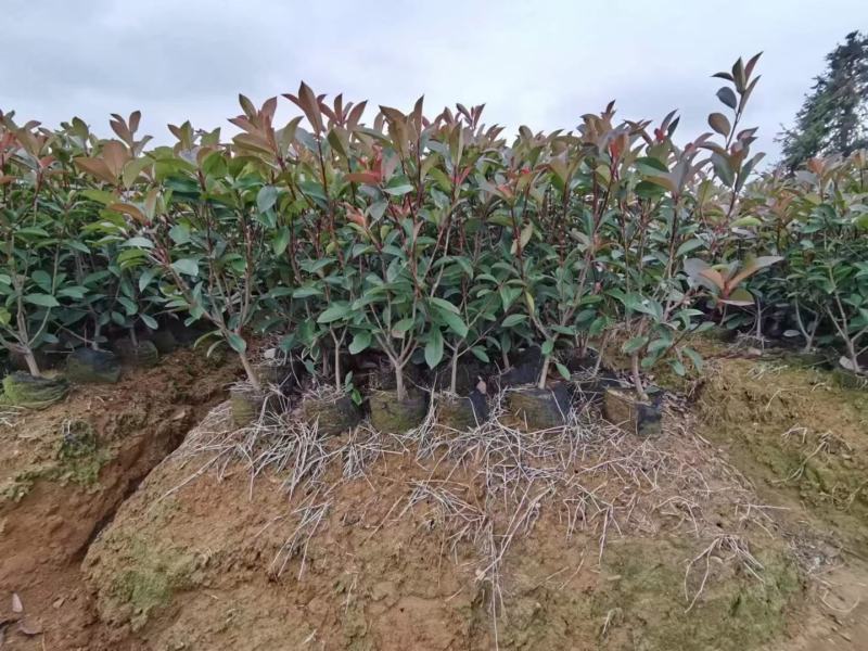 红叶石楠，红叶石楠基地，红叶石楠裸根苗，红叶石楠大小杯苗