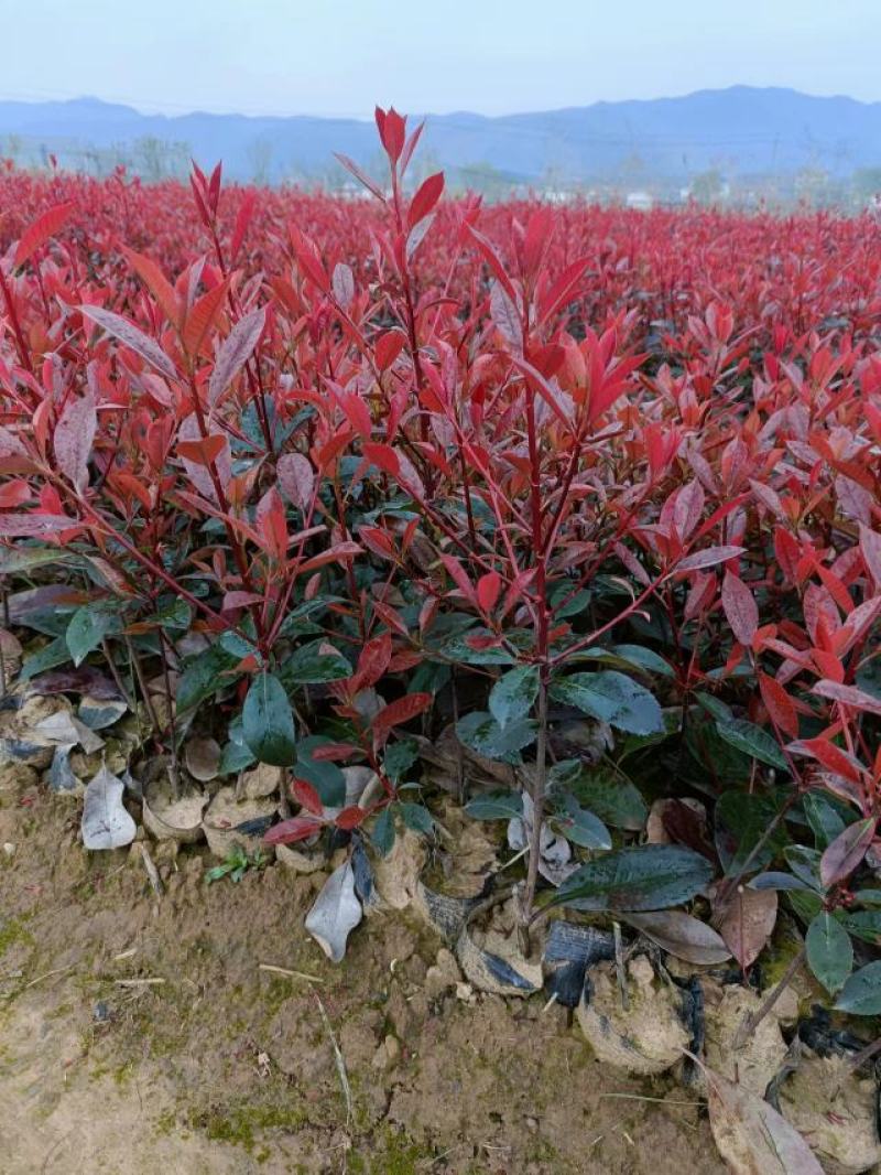 红叶石楠，红叶石楠基地，红叶石楠裸根苗，红叶石楠大小杯苗