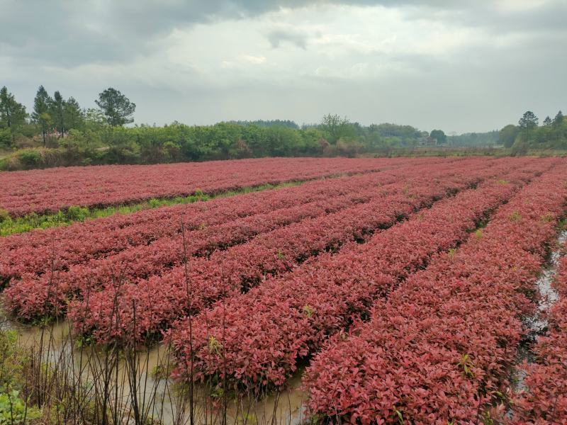 红叶石楠，红叶石楠基地，红叶石楠裸根苗，红叶石楠大小杯苗