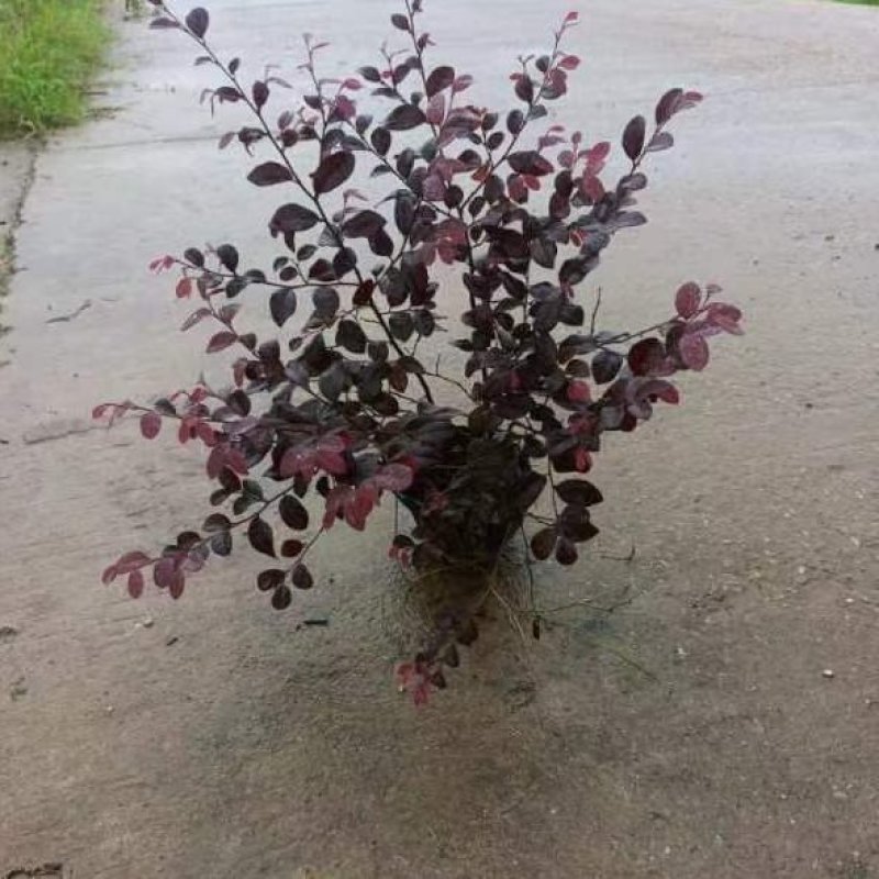 红花继木，红花继木基地，红花继木大小杯苗，红花继木球。