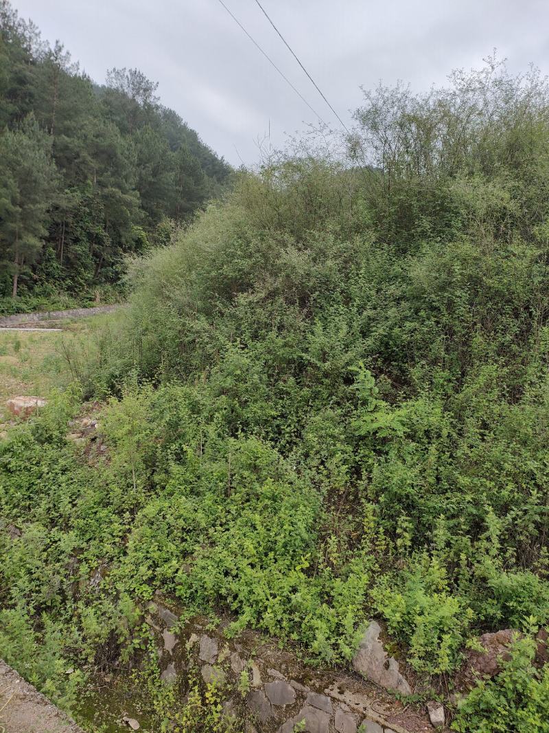 多花木兰种子，野生多花木兰产地直发欢迎来电咨询