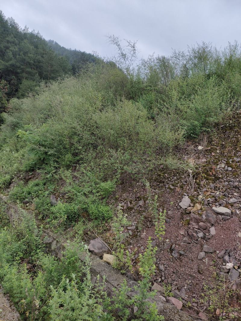 多花木兰种子，野生多花木兰产地直发欢迎来电咨询