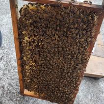 农村野生蜂蜜