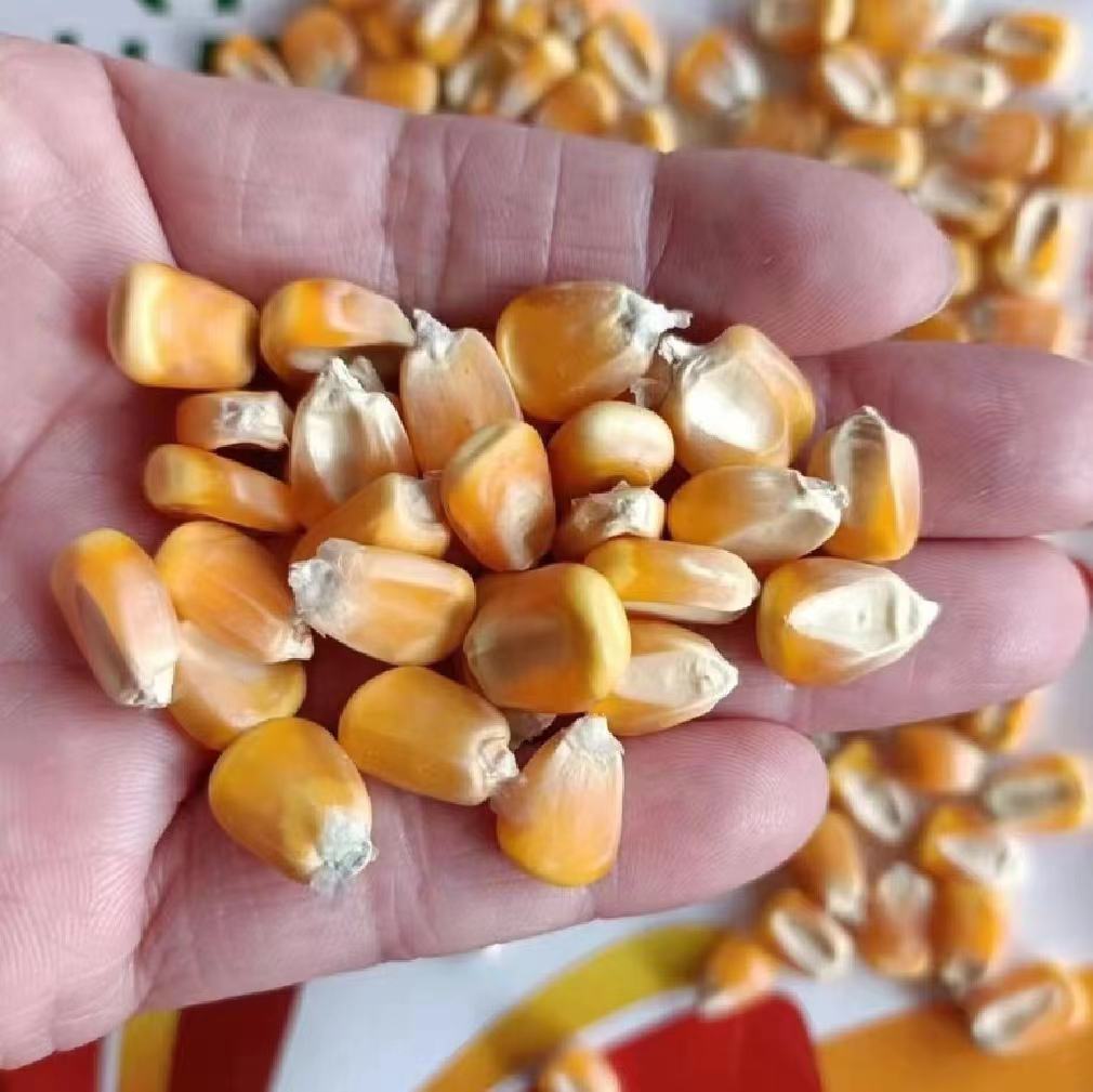 新鲜黄玉米特写