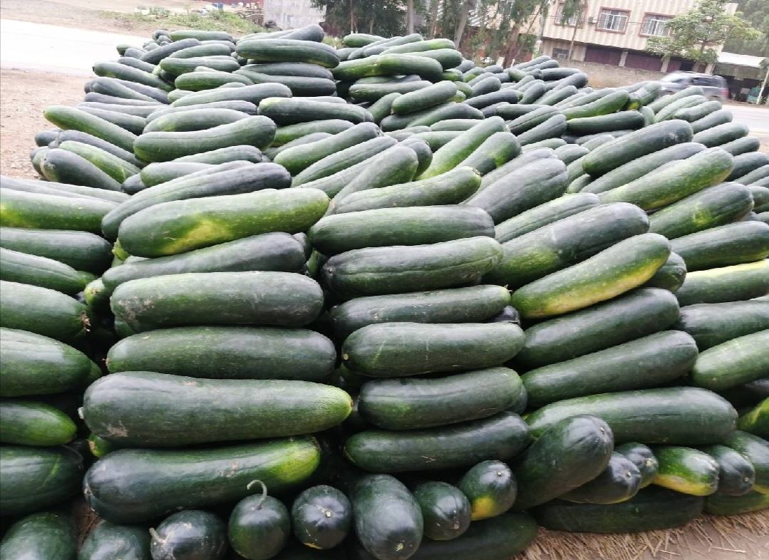 菜花花球上因黑腐病形成的V型黄化斑