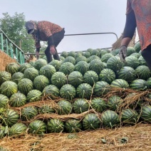 甜王西瓜大量上市中