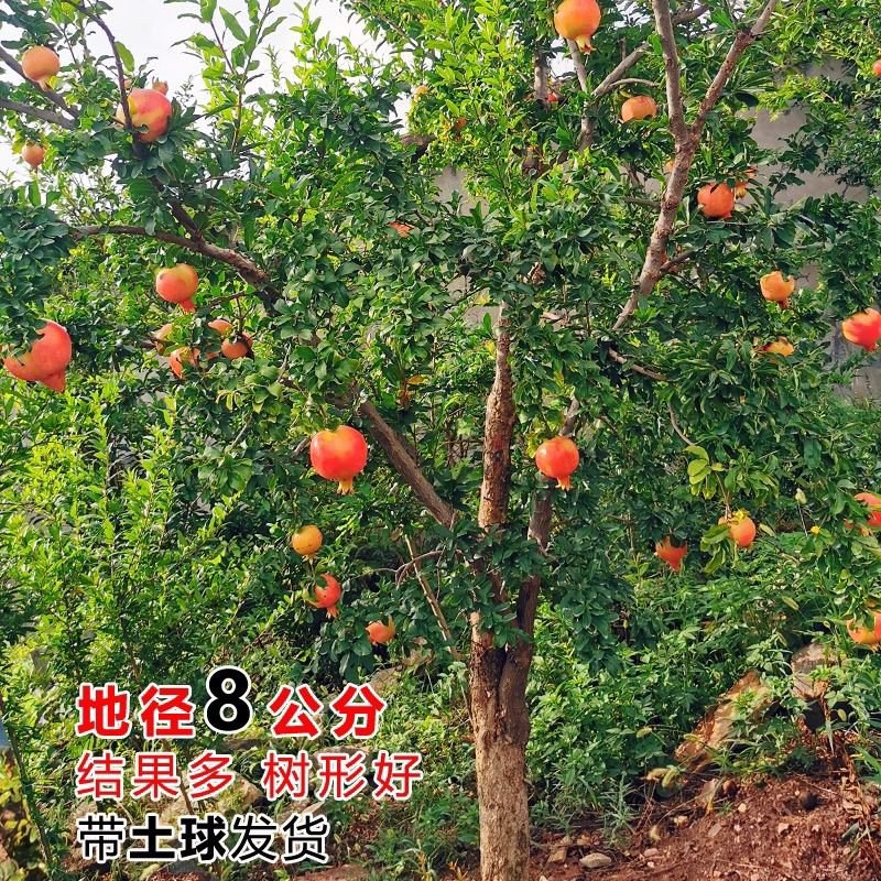 软籽石榴树嫁接大石榴盆地栽南北方室内外种植当年结果带土球