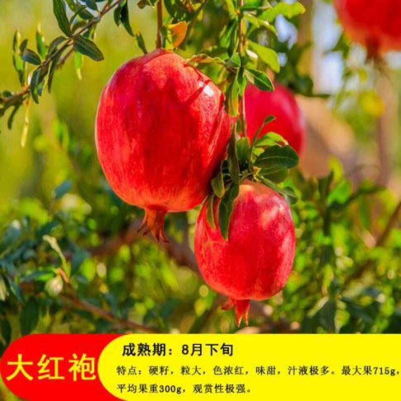 软籽石榴树嫁接大石榴盆地栽南北方室内外种植当年结果带土球
