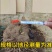 软籽石榴树嫁接大石榴盆地栽南北方室内外种植当年结果带土球