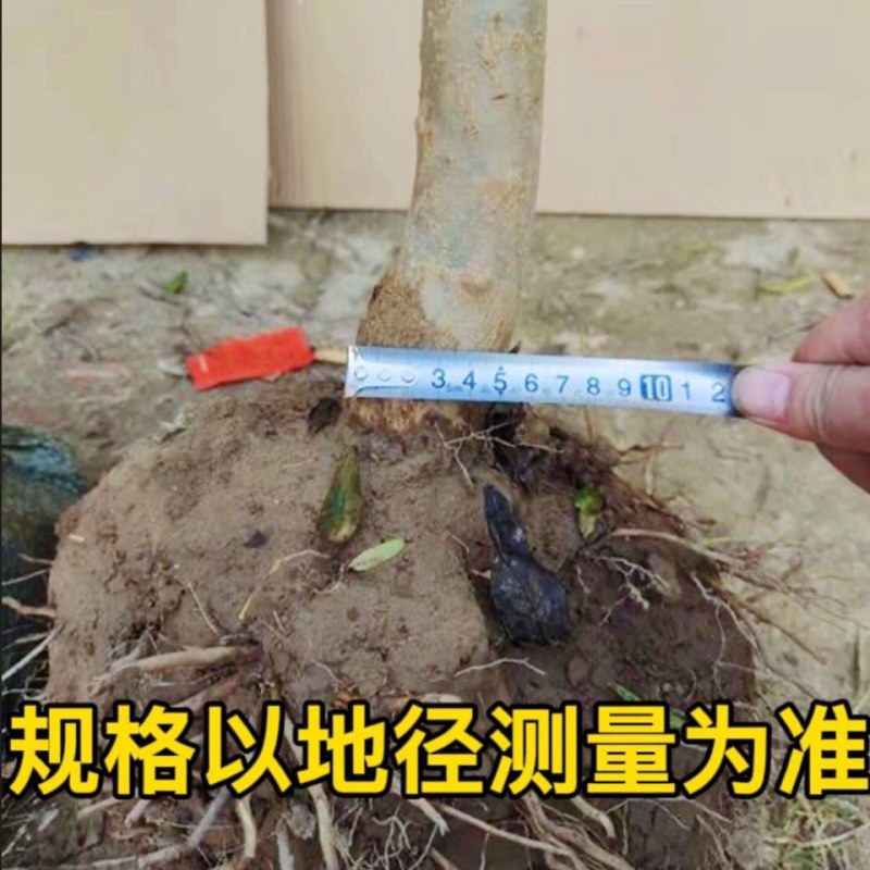 软籽石榴树嫁接大石榴盆地栽南北方室内外种植当年结果带土球