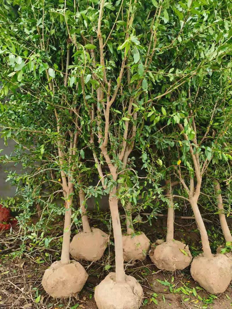 软籽石榴树嫁接大石榴盆地栽南北方室内外种植当年结果带土球