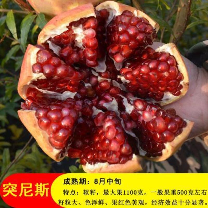 软籽石榴树嫁接大石榴盆地栽南北方室内外种植当年结果带土球