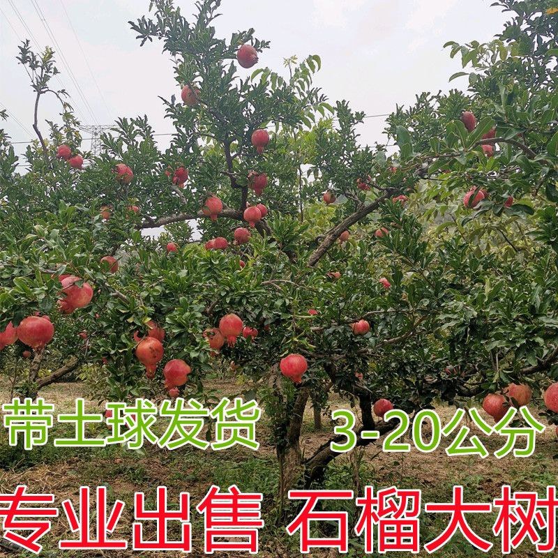 软籽石榴树嫁接大石榴盆地栽南北方室内外种植当年结果带土球