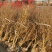 软籽石榴树嫁接大石榴盆地栽南北方室内外种植当年结果带土球