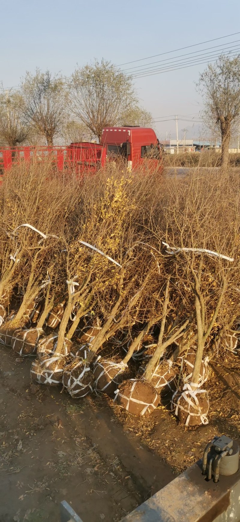 软籽石榴树嫁接大石榴盆地栽南北方室内外种植当年结果带土球