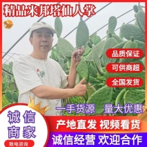 推荐精品仙人掌米邦塔可食用药用产地一手货源欢迎联系