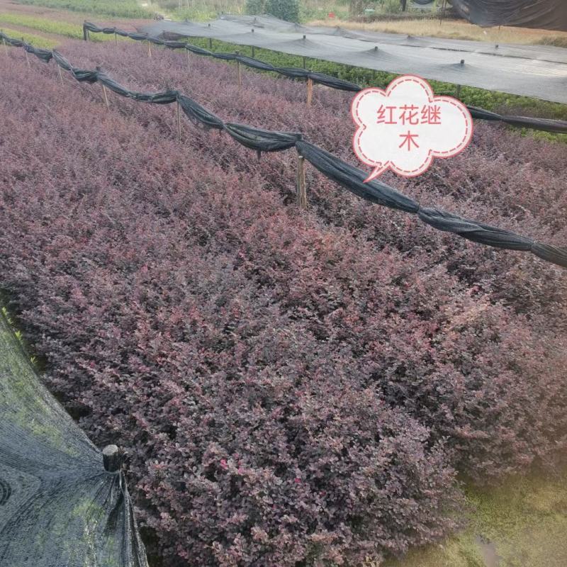 红花继木，红花继木基地，红花继木大小杯苗，红花继木球。