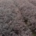 红花继木，红花继木基地，红花继木大小杯苗，红花继木球。