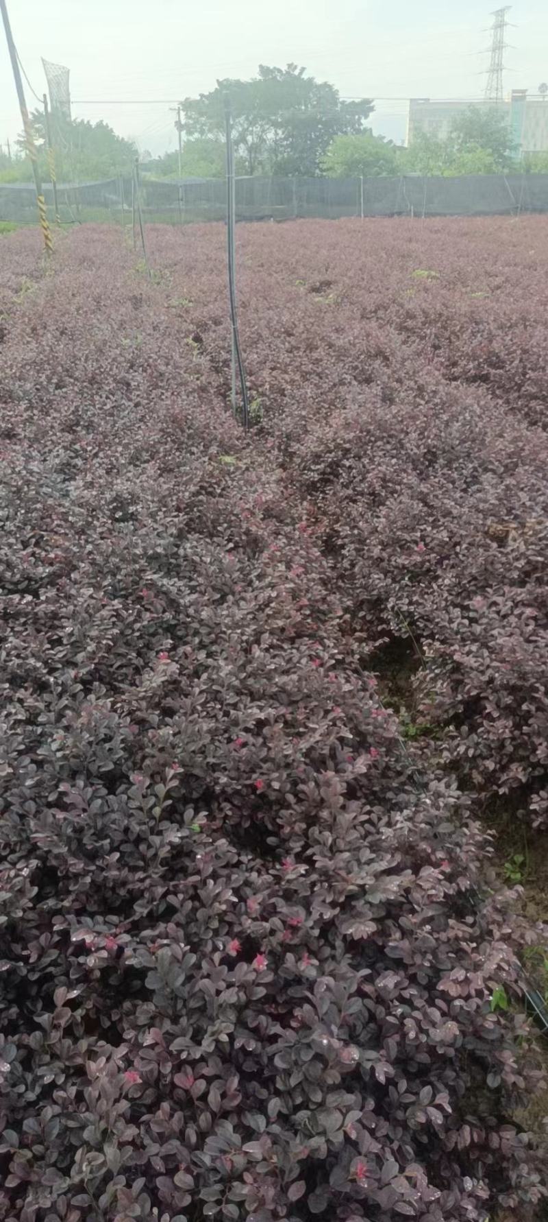 红花继木，红花继木基地，红花继木大小杯苗，红花继木球。