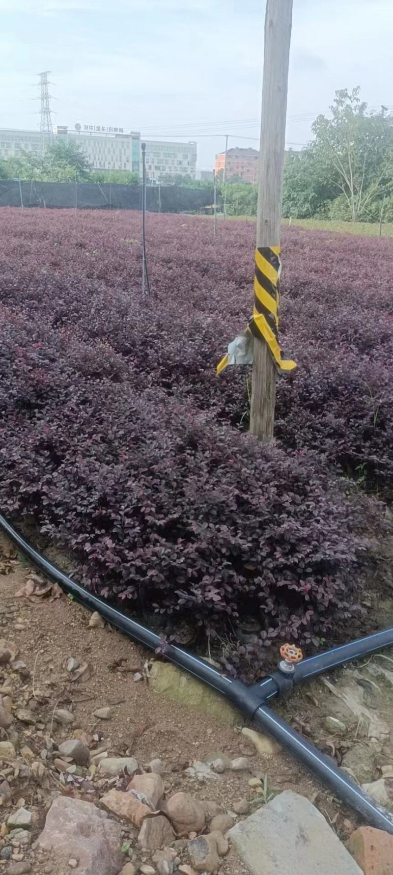 红花继木，红花继木基地，红花继木大小杯苗，红花继木球。